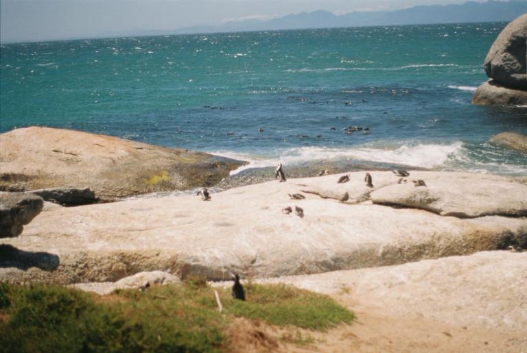 Am Strand in Simon’s Town